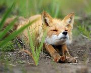 Nébih: szombaton kezdődik a rókák őszi vakcinázása
