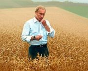 Putyin: rekord gabonatermés várható Oroszországban