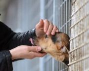 Országossá bővül az elkóborolt kutyák hazajutását segítő mikrochip-leolvasó hálózat