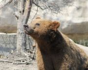  Az ország több állatkertjében is szerveznek időjósló medvelest