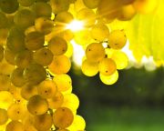    Növény-egészségügyi zárlatot rendeltek el Pécsen a szőlő aranyszínű sárgasága miatt