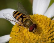 Először mutatták ki zengőlegyeknél a méhek betegségeit