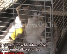 Ne vásároljunk, fogadjunk örökbe cicákat a Komlói Állatvédőktől